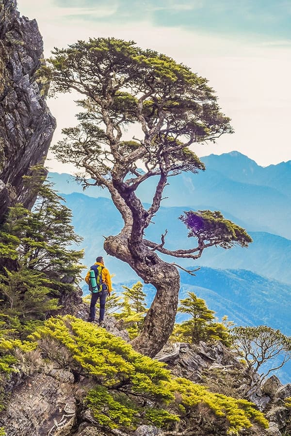 Meet the Famous Chiyou Tree